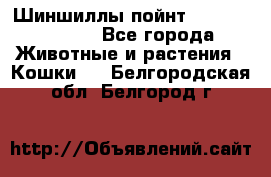 Шиншиллы пойнт ns1133,ny1133. - Все города Животные и растения » Кошки   . Белгородская обл.,Белгород г.